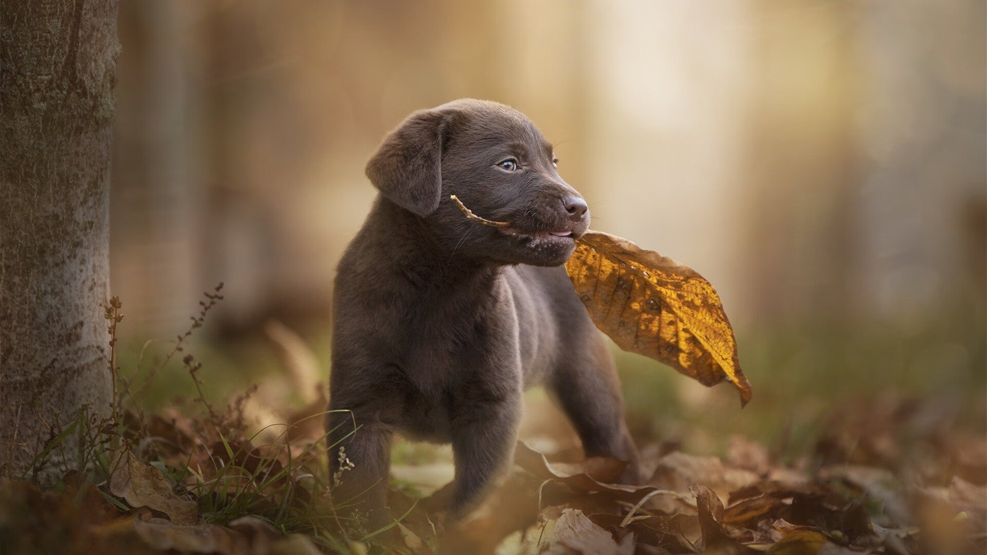 英超争冠焦点战启示录，黄蜂如何从快船突围关键战