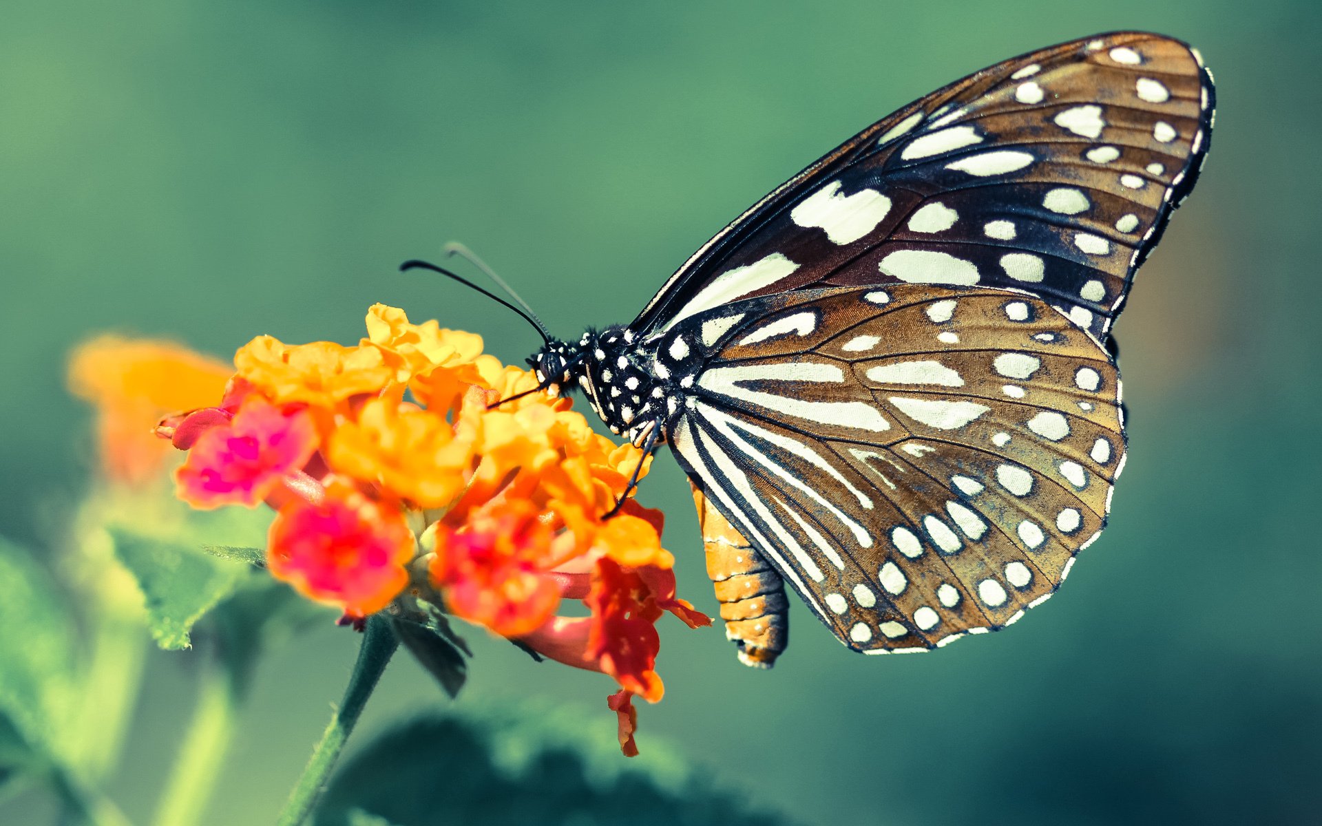 老鹰战术体系全面压制黄蜂，拉文末节爆发成关键先生