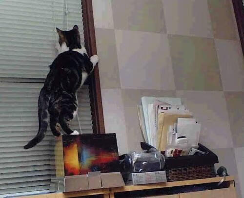 老鹰展翅决胜局带走广厦，贝恩一手掌控比赛走势