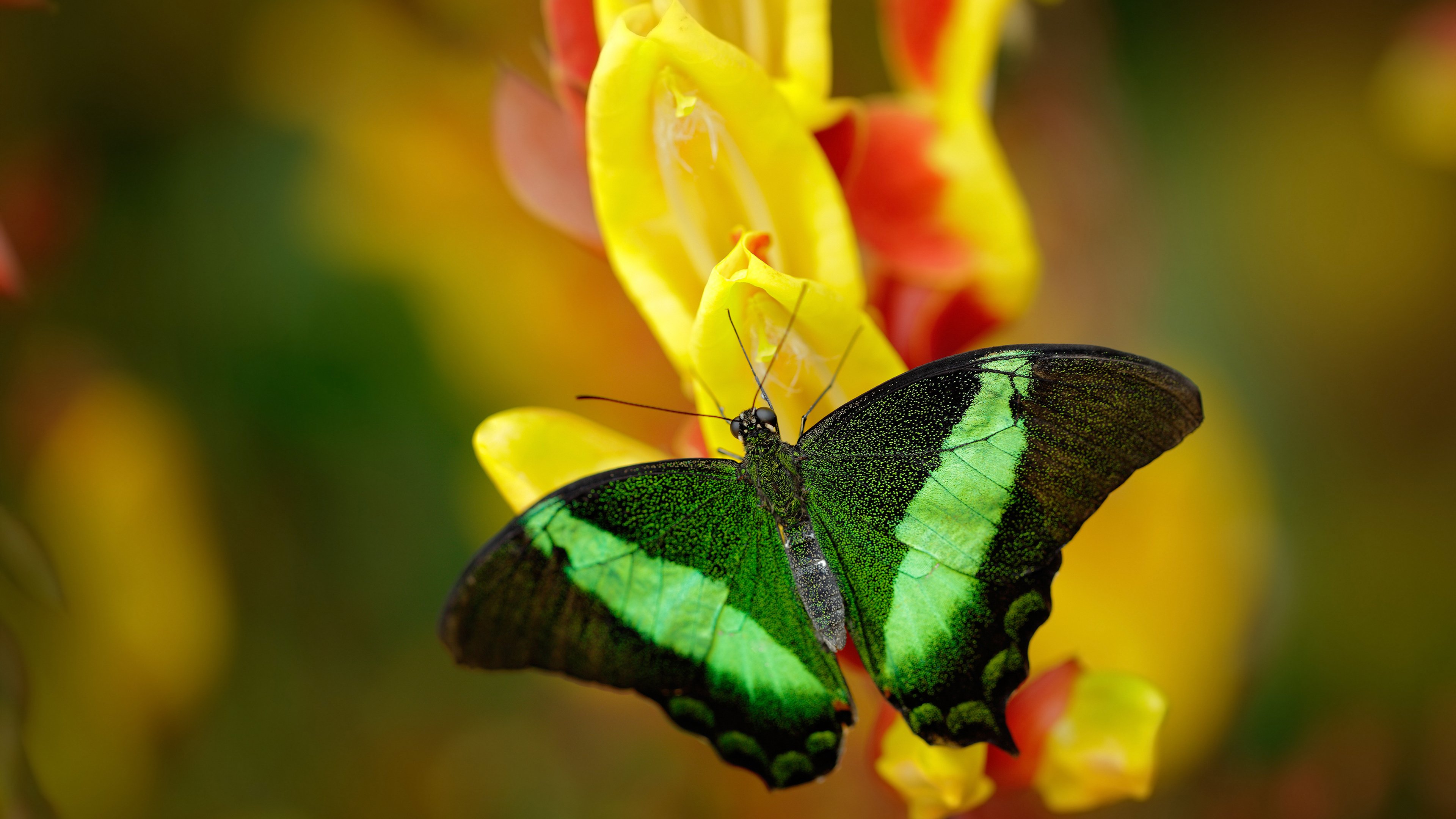 铁骑破阵,王刃封喉,本泽马导演雷恩强势晋级