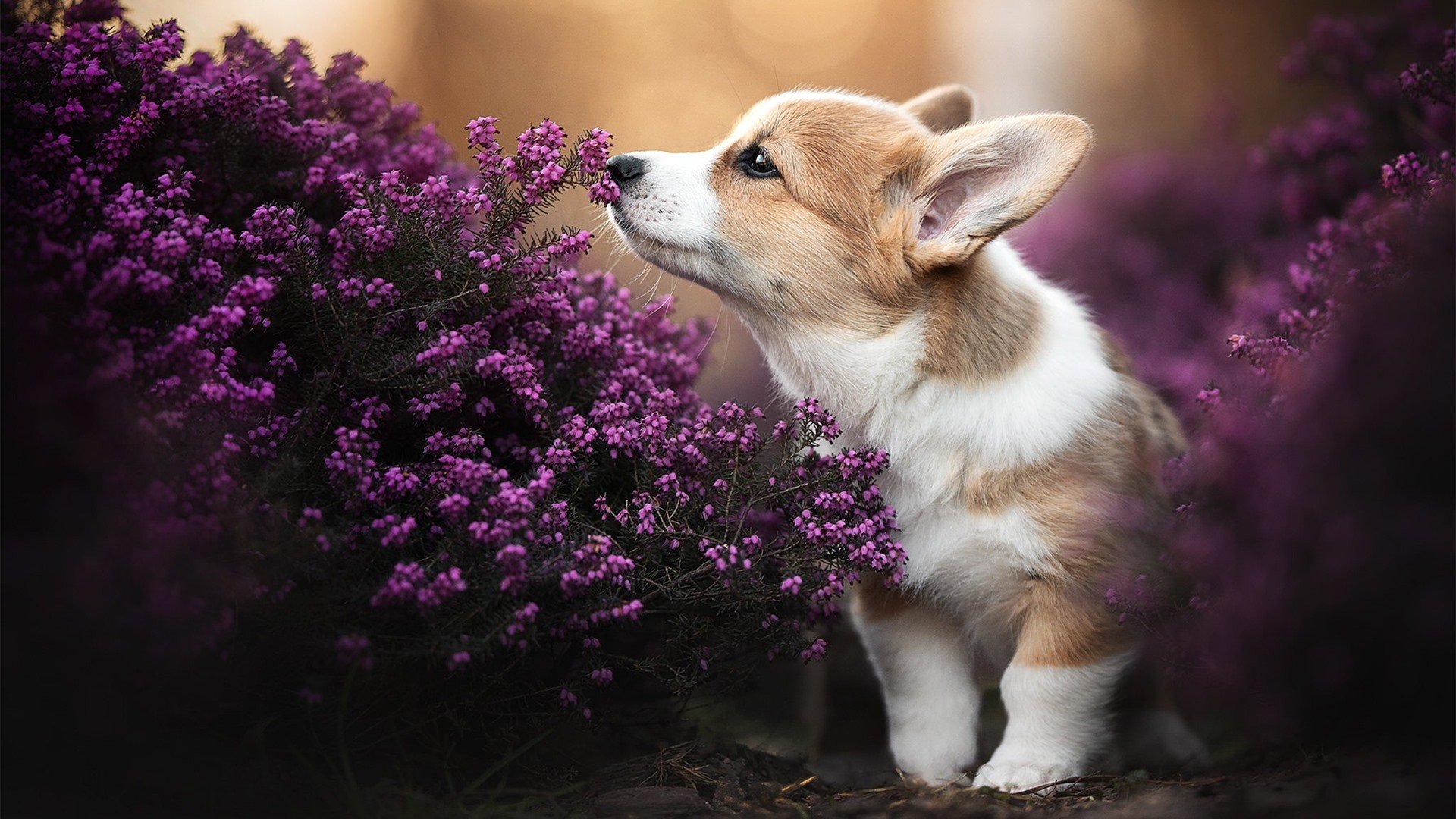 悬念的救赎,莱万两传一射,塞内加尔绝境闯关