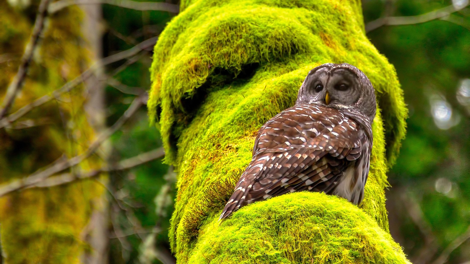 绝境之上，从莫兰特的重生到米切尔的加冕，体育如何书写命运史诗？