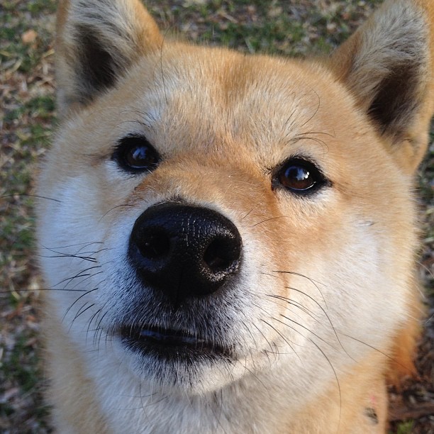 文班亚马魔都交响曲，当城墙指挥家在上海滩奏响团队凯歌