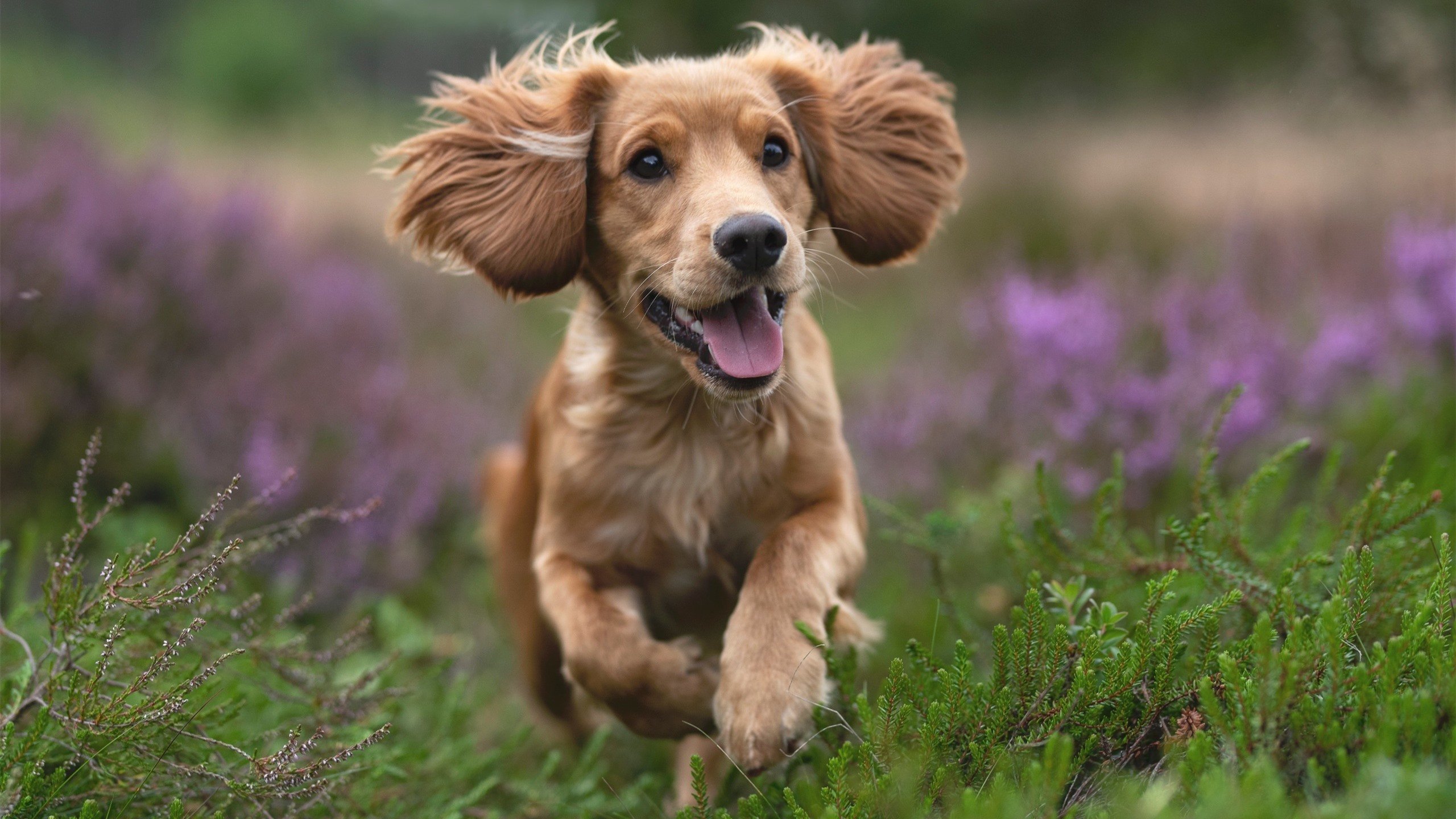 拉梅洛单节狂飙定乾坤，山西队闪电战击溃猛龙提前收比赛