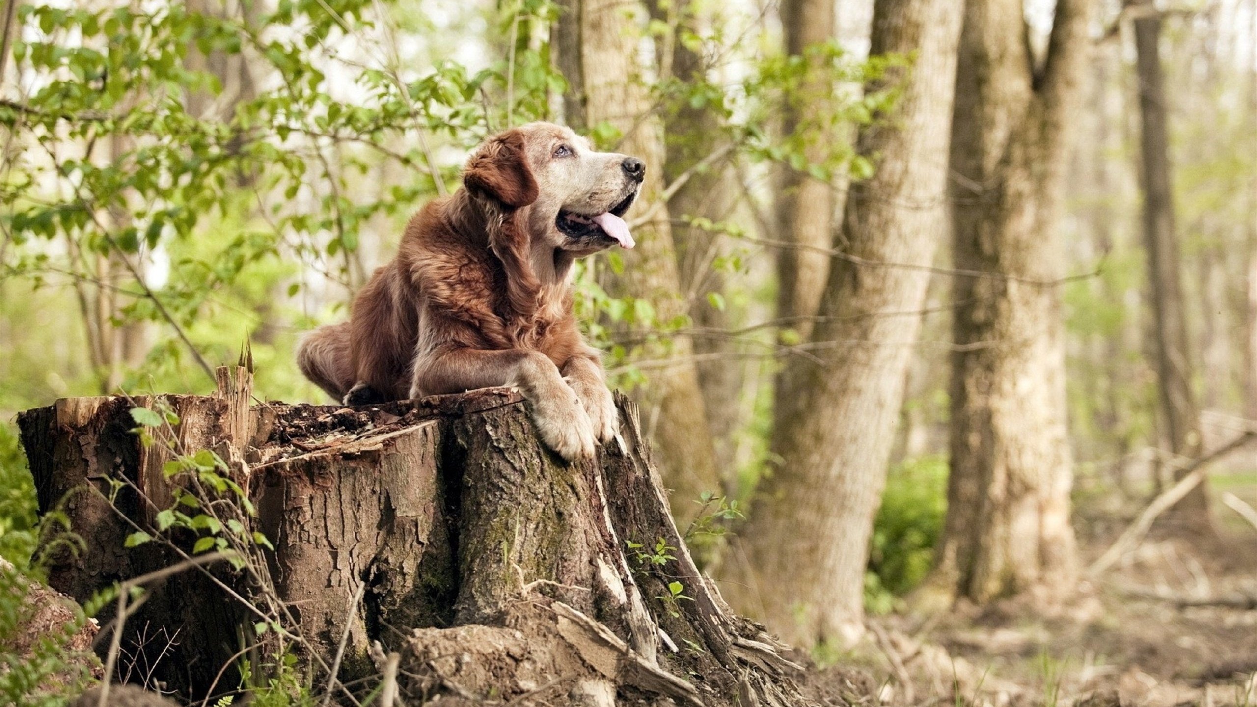 伦纳德关键一击 北京队掀翻吉林取连胜