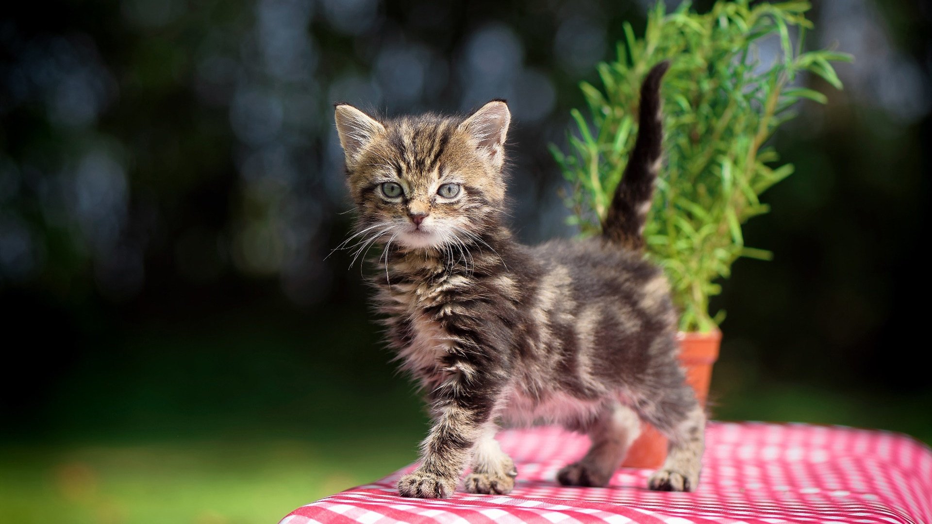 掌翼蔽天,鹈鹕全面压制山西,切特舞台越大越强的成长密码