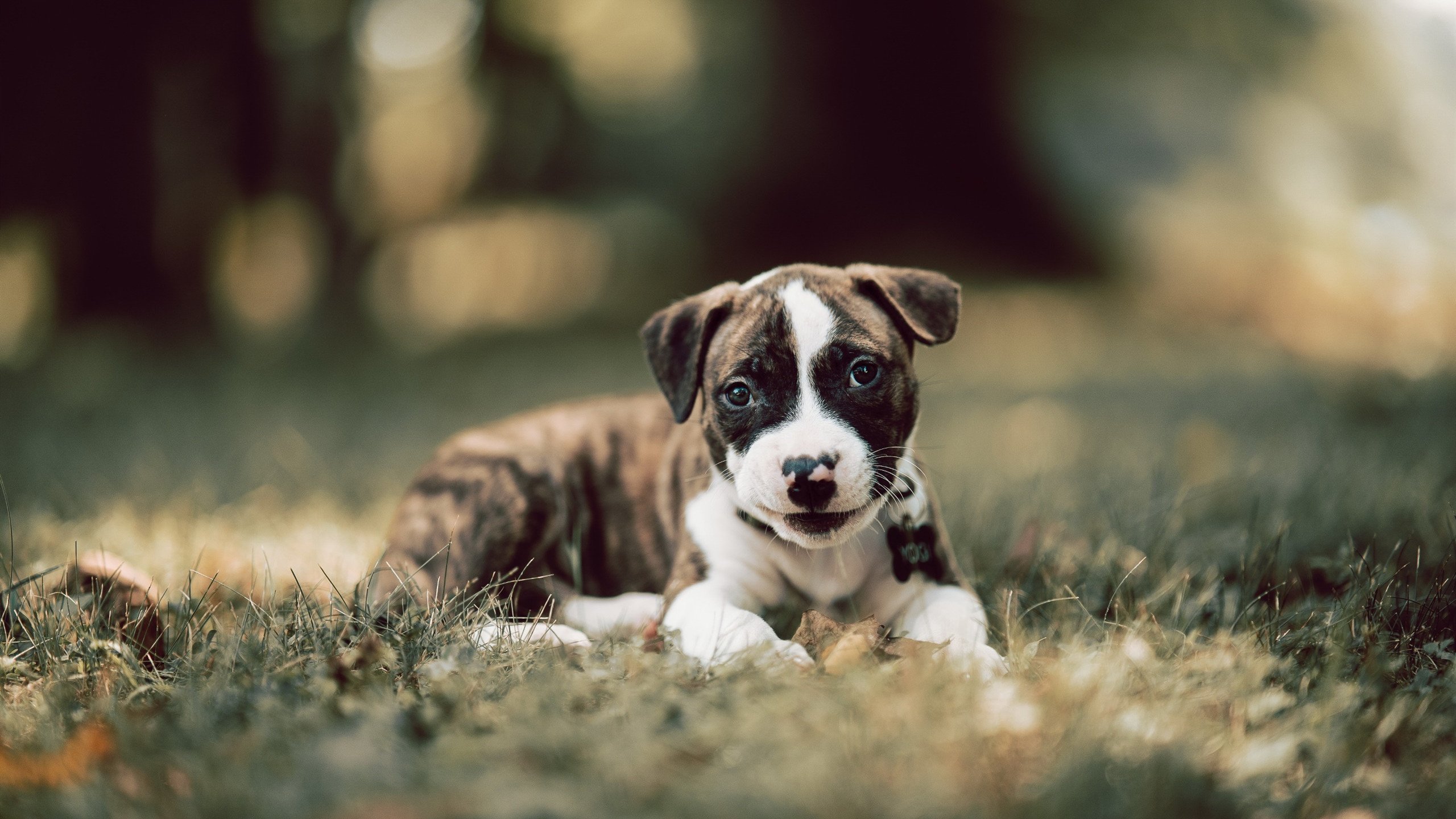 东瀛风暴席卷巴黎,曼彻斯特的抢七之王—当拉什福德与日本男篮共写逆袭剧本