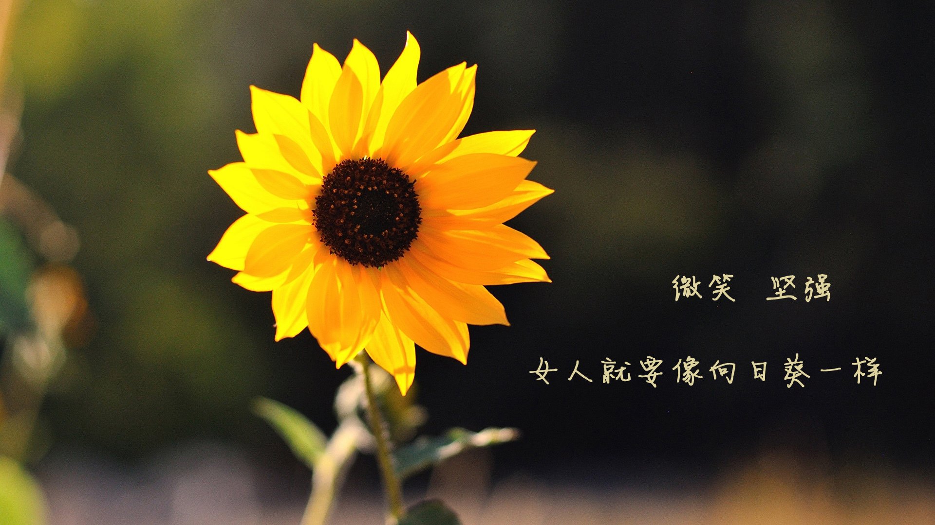 中国资本重塑皇家社会，维尼修斯无敌表现颠覆足坛格局