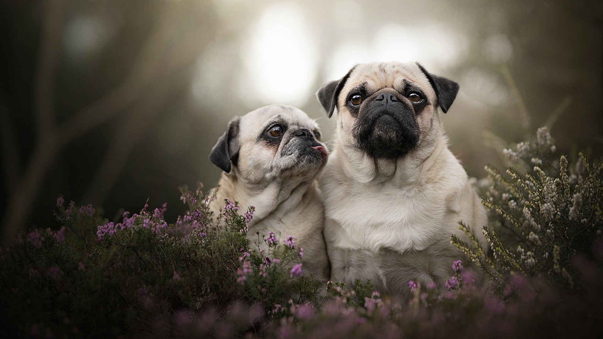 焦点之战见真章，范弗利特的救赎与雄鹿双星的叹息